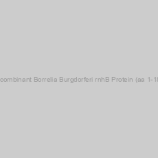 Image of Recombinant Borrelia Burgdorferi rnhB Protein (aa 1-181)